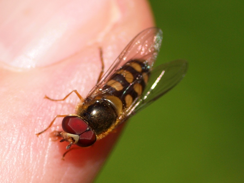 Syrphidae